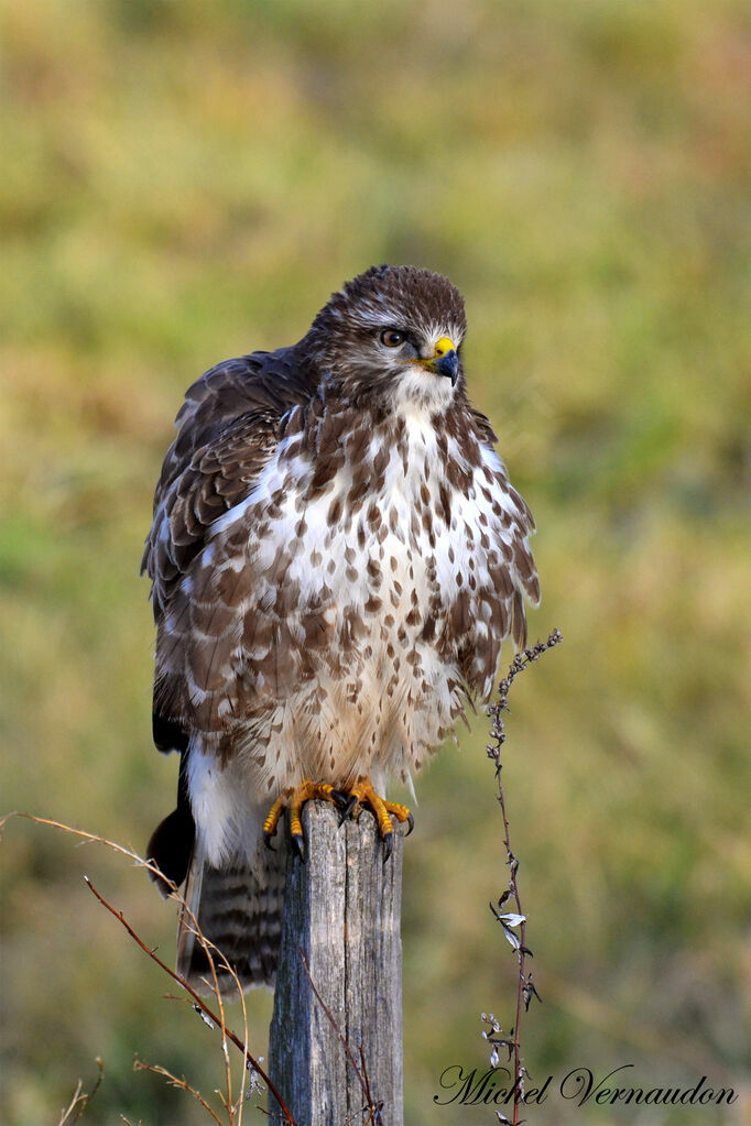 Common Buzzard