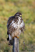 Common Buzzard