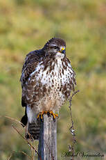 Buse variable