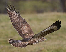 Common Buzzard