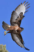 Common Buzzard