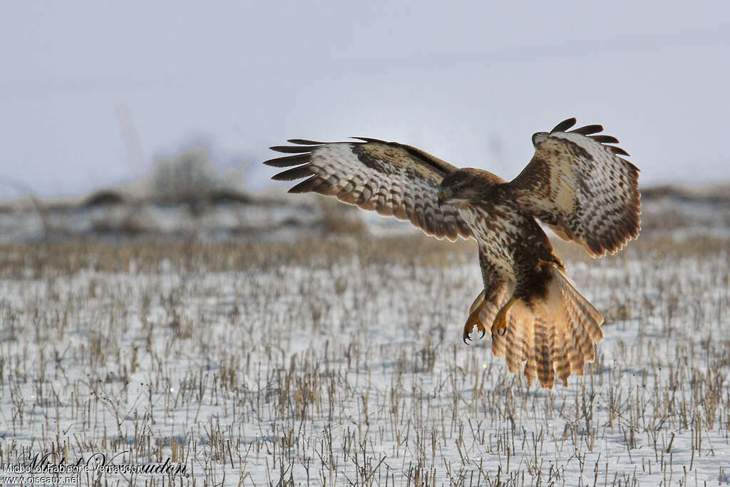 Common Buzzardimmature, habitat, pigmentation, Flight, fishing/hunting