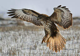 Common Buzzard