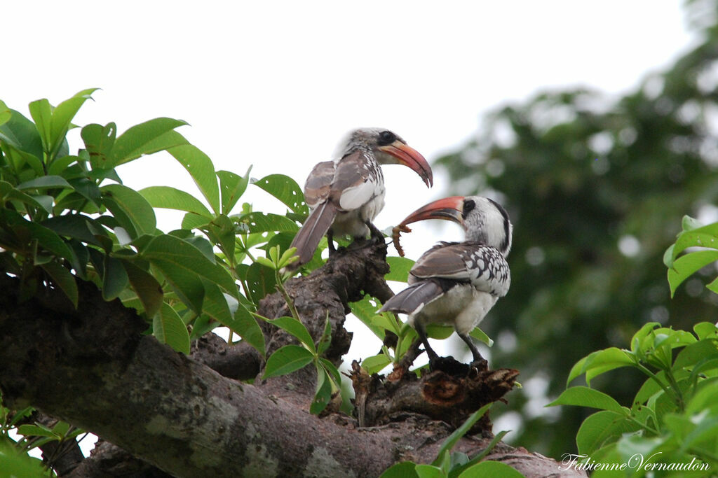 Western Red-billed Hornbill adult