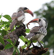 Western Red-billed Hornbill