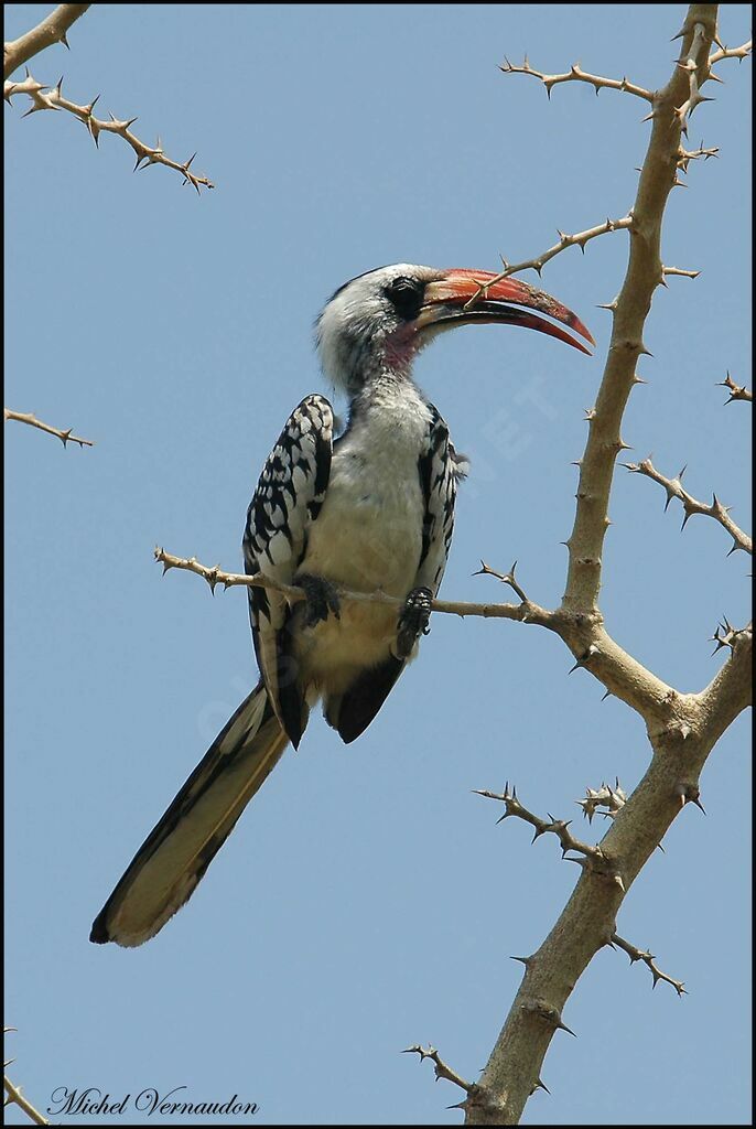 Western Red-billed Hornbill