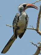 Western Red-billed Hornbill