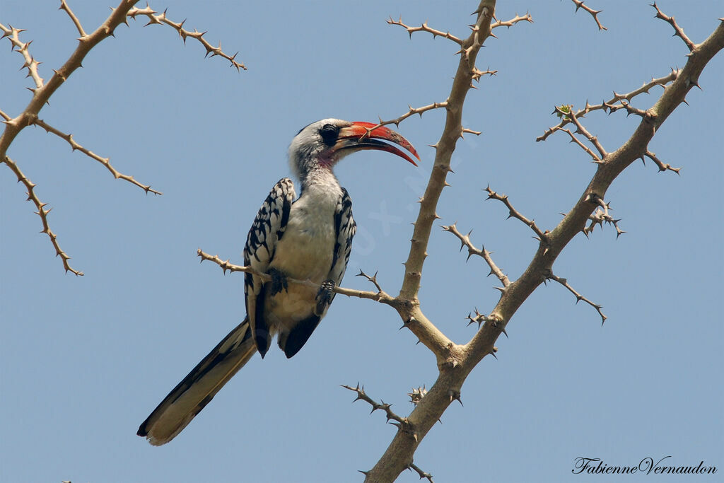 Western Red-billed Hornbill