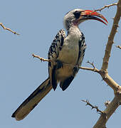 Western Red-billed Hornbill