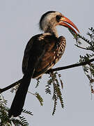 Western Red-billed Hornbill