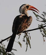 Western Red-billed Hornbill