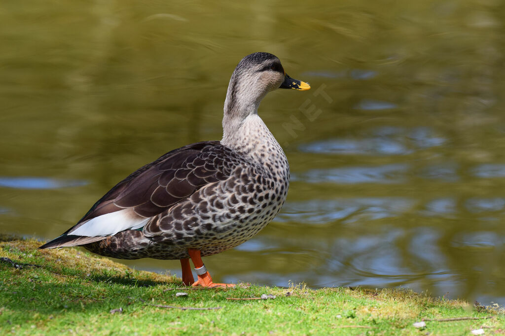 Indian Spot-billed Duck