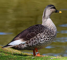 Canard à bec tacheté