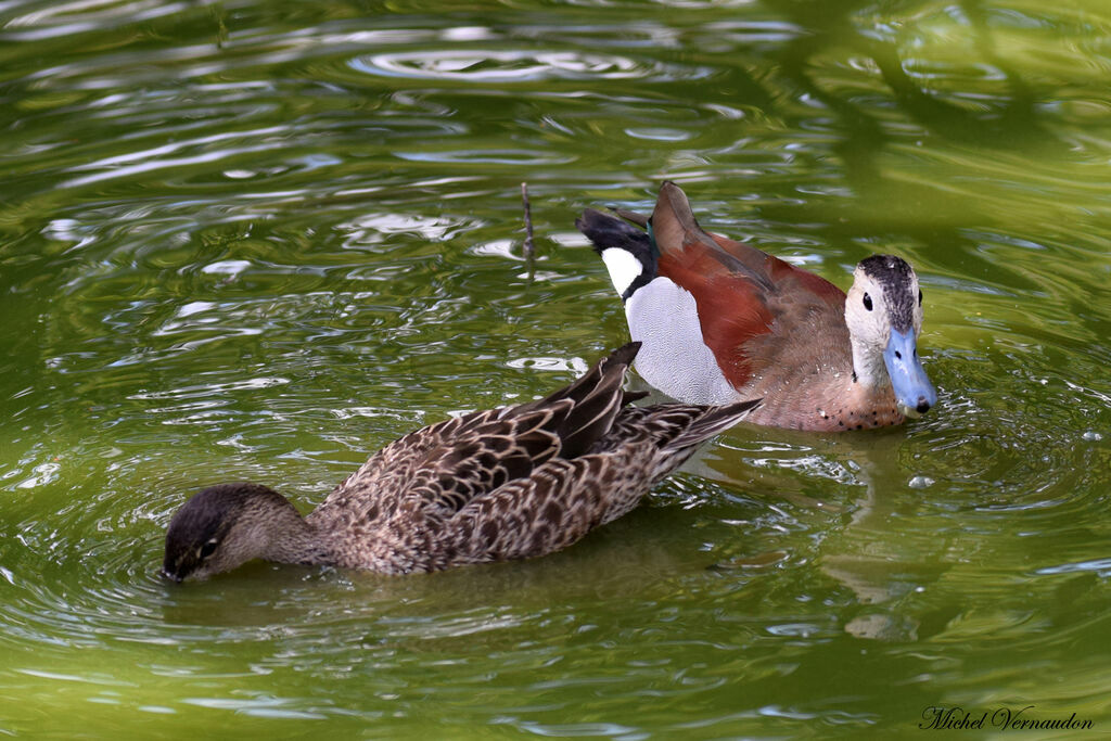 Canard à collier noiradulte