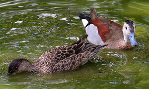 Ringed Teal