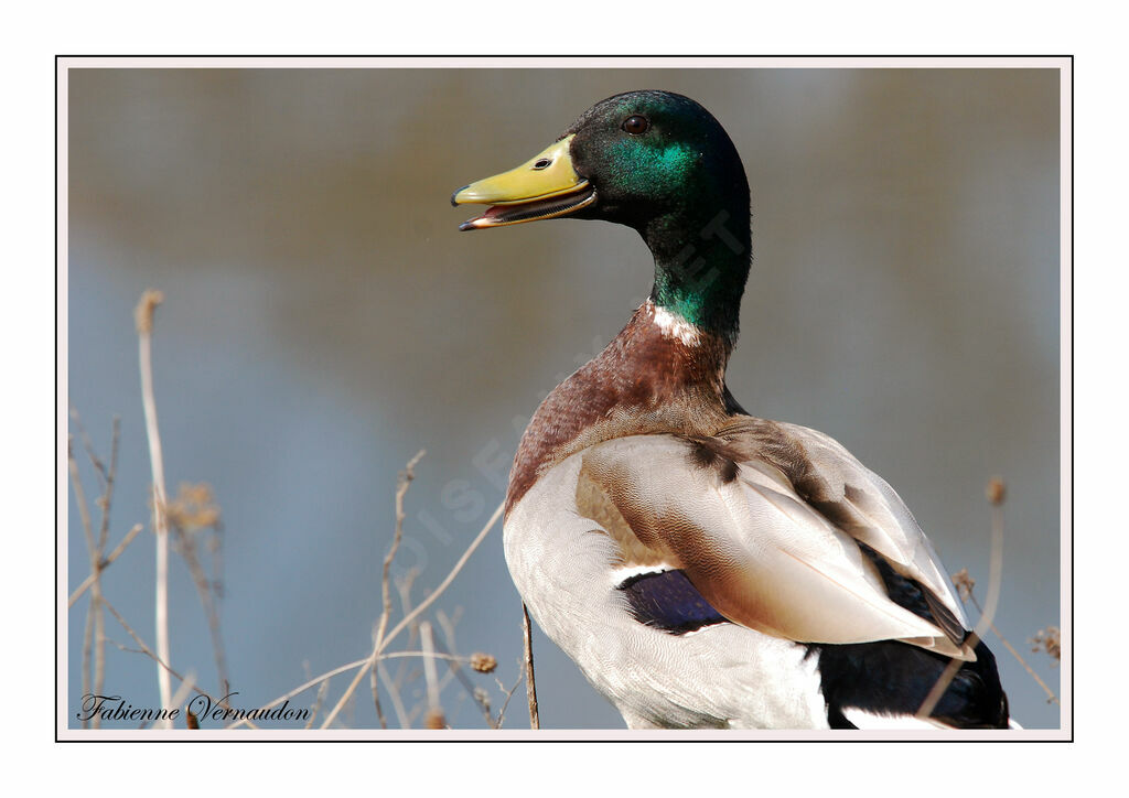 Canard colvert