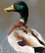 Canard colvert