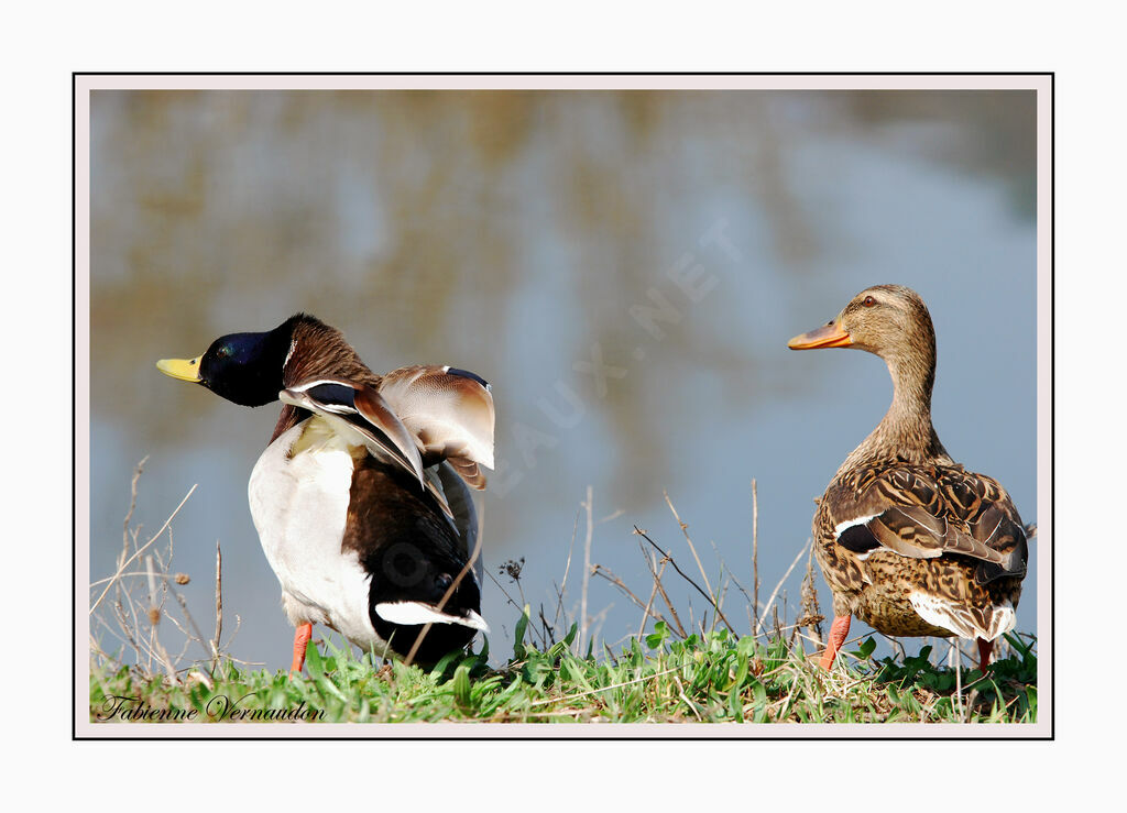 Mallard