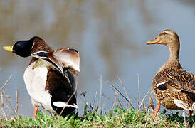 Canard colvert