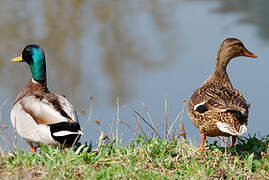 Canard colvert