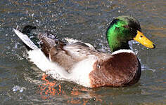 Canard colvert