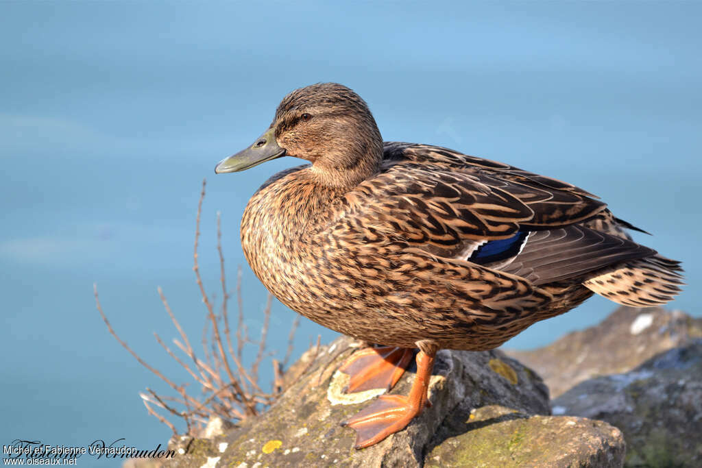 Canard colvert femelle 2ème année, identification