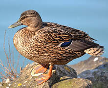 Canard colvert