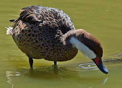 White-cheeked Pintail