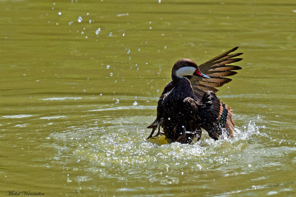 White-cheeked Pintail