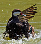 White-cheeked Pintail