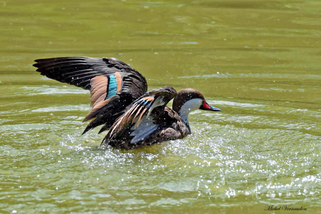 White-cheeked Pintail