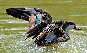 Canard des Bahamas