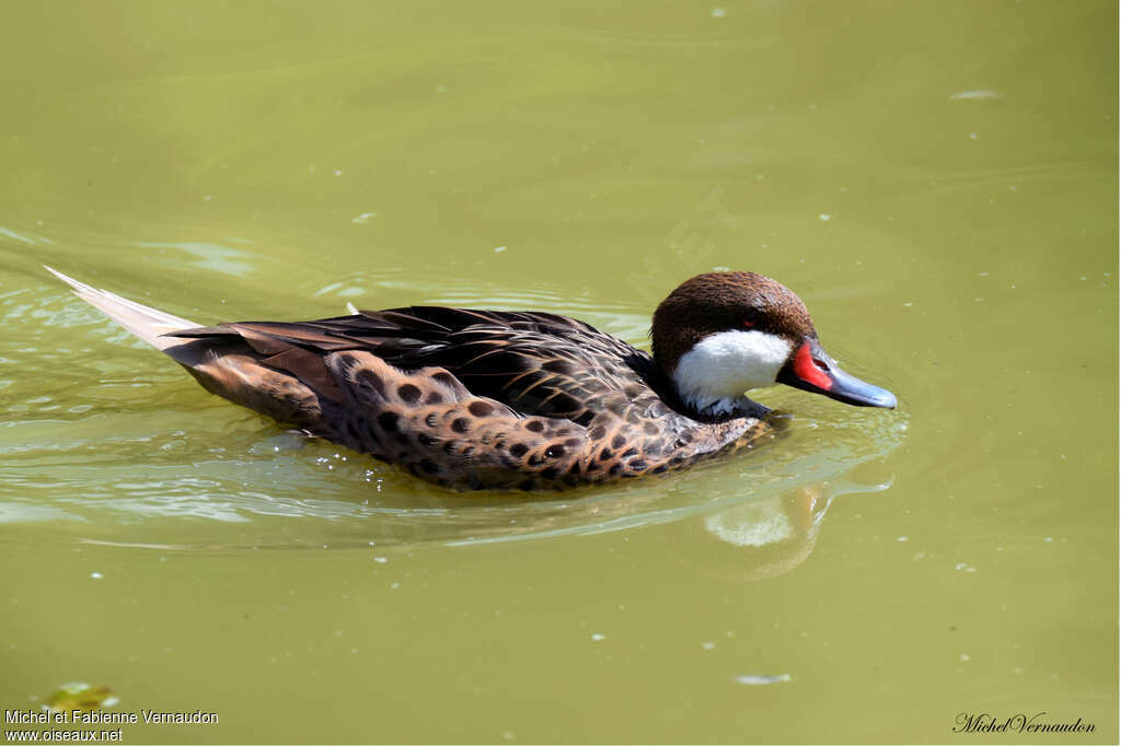 Canard des Bahamas