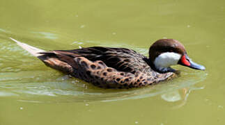 White-cheeked Pintail