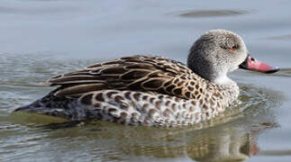 Cape Teal