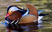 Canard mandarin