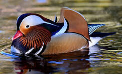 Canard mandarin