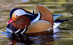 Canard mandarin