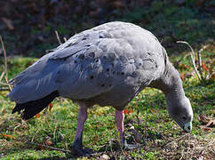 Cape Barren Goose