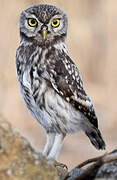 Little Owl