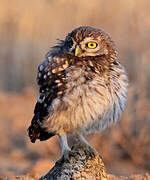 Little Owl