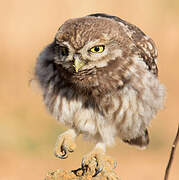 Little Owl