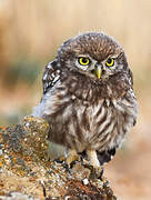 Little Owl