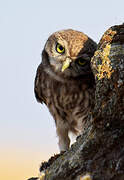 Little Owl