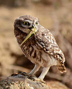 Little Owl