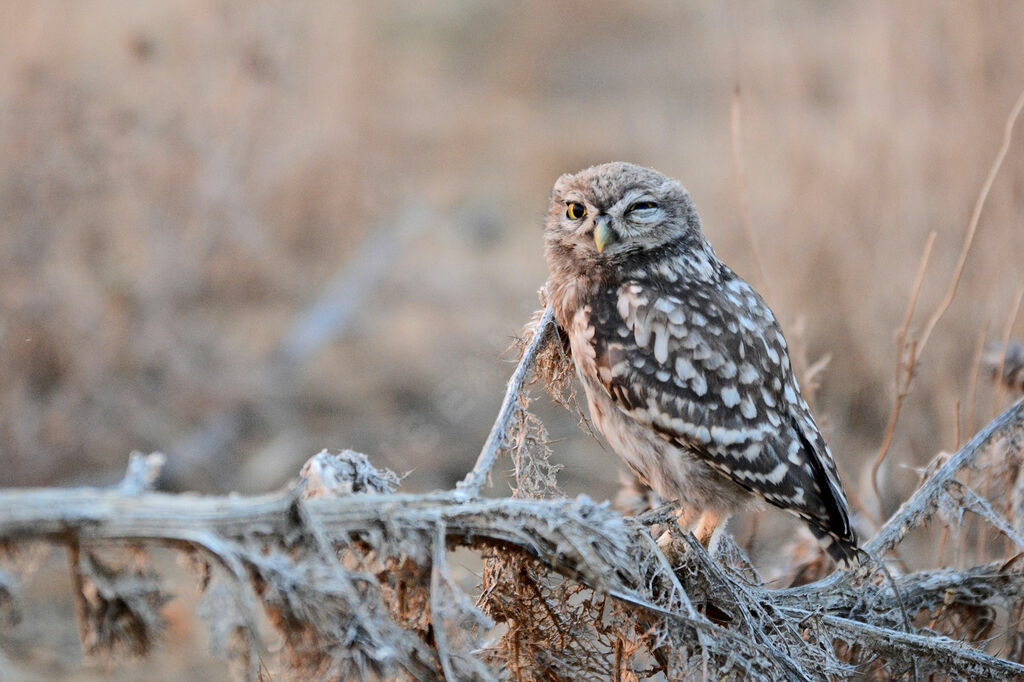 Little OwlFirst year