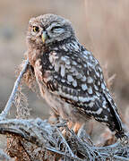 Little Owl