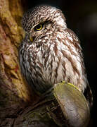 Little Owl