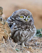 Little Owl