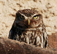 Little Owl